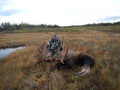 Guided moose hunting