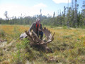 Guided moose hunts
