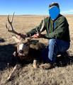 Good mule deer buck