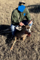 Mule deer plains hunt