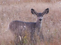 Mule deer doe