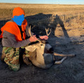 Mule deer buck hunting