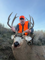 Big mule deer bucks