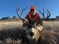 Wide mule deer bucks