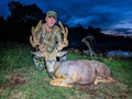 Velvet archery mule deer hunt
