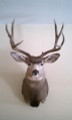 Wall hanger bucks
