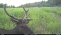 Day game cam elk pics