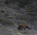 Black bear can be color phased.
