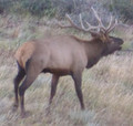 Elk hunting in Colorado