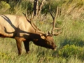 Colorado elk hunts