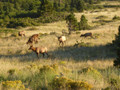 Elk meadow.