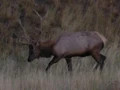 Hunting the elk rut.