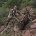 Elk trophy