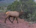 Roads give you access to private land hunting.