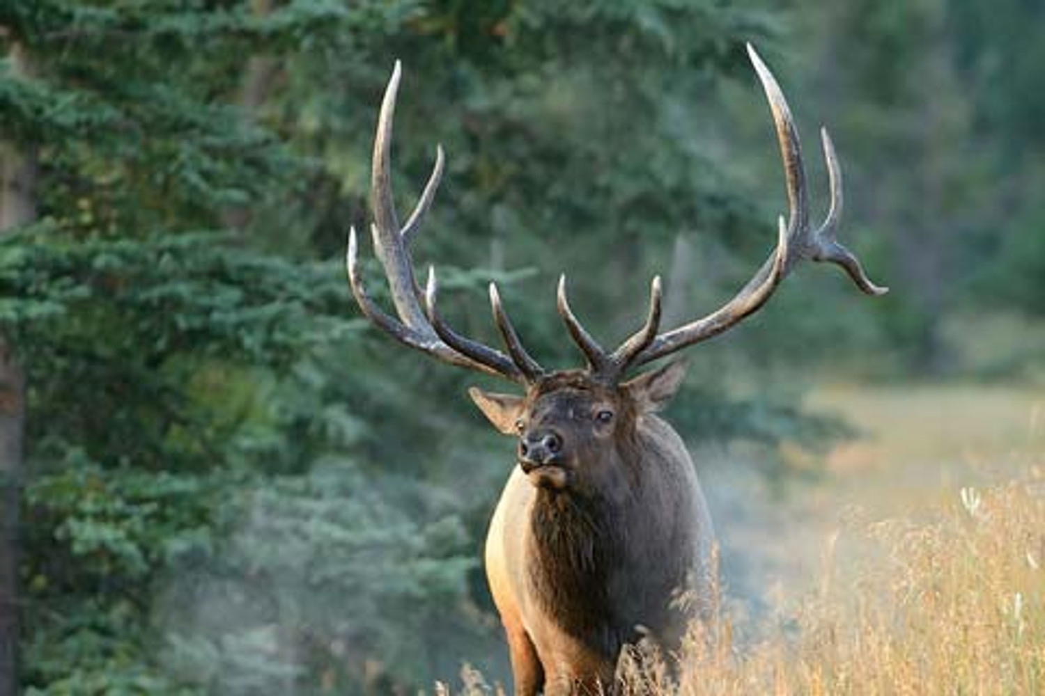 Another Great Year for Antler Growth