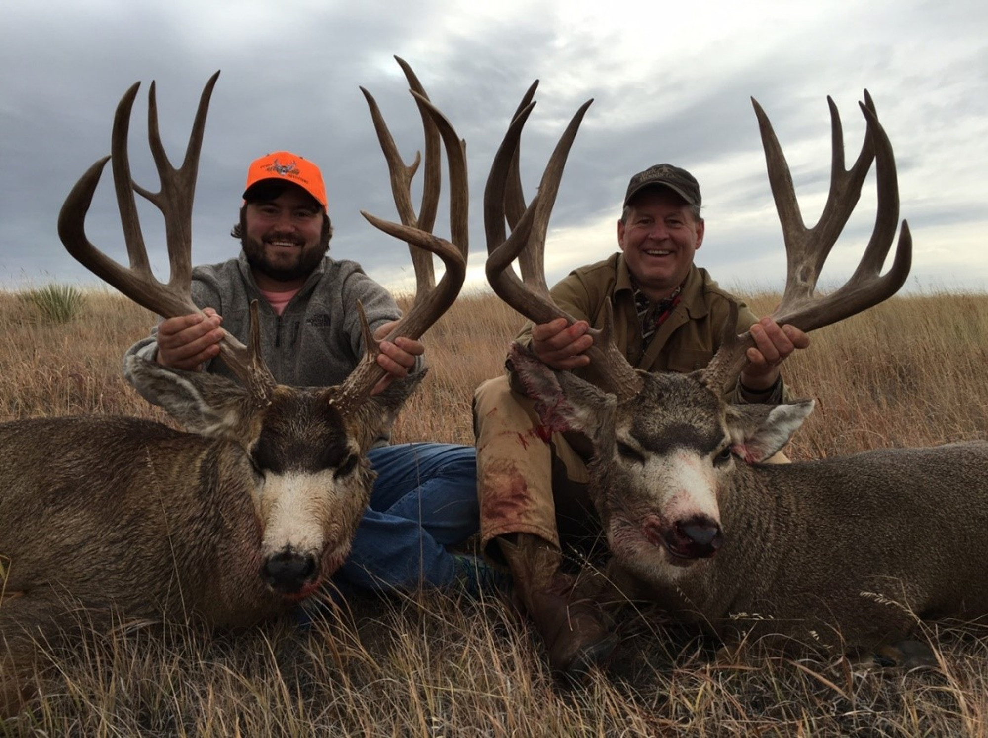 Mule Deer Pictures mule-deer-pictures