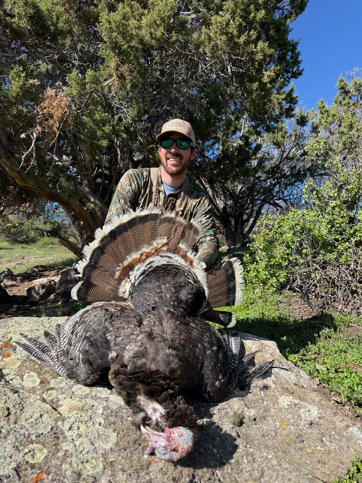 Guided Colorado Merriam turkey hunt