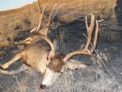 Hybrid whitetail  and mule deer