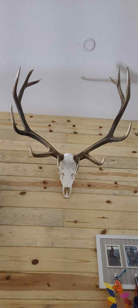2024 2nd rifle bull elk