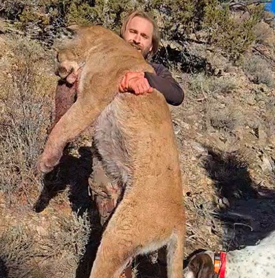 Hunt mountain lions with dogs and guide