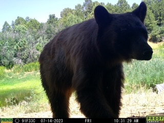Black bear in CO