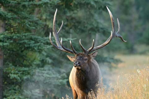 Another Great Year for Antler Growth