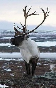 caribou2.jpg