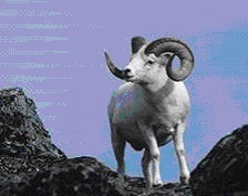 dallsheep.jpg