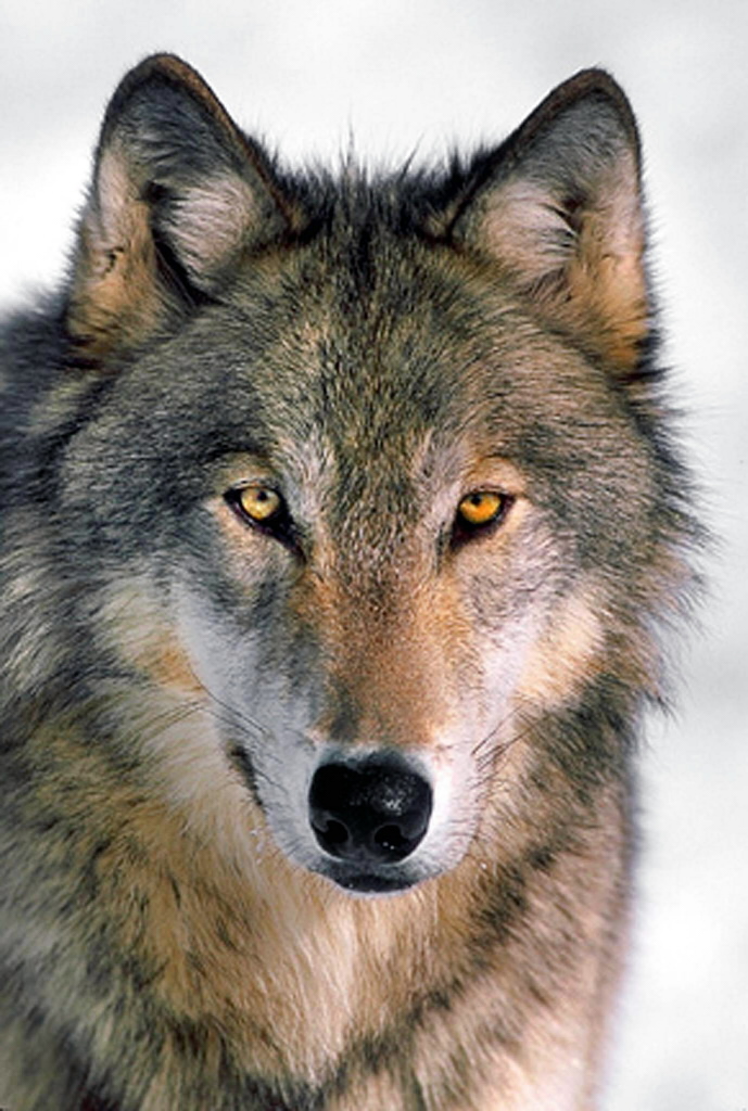 gray-wolf-51.jpg