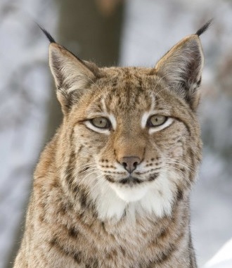 lynx.jpg