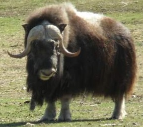 muskox.jpg