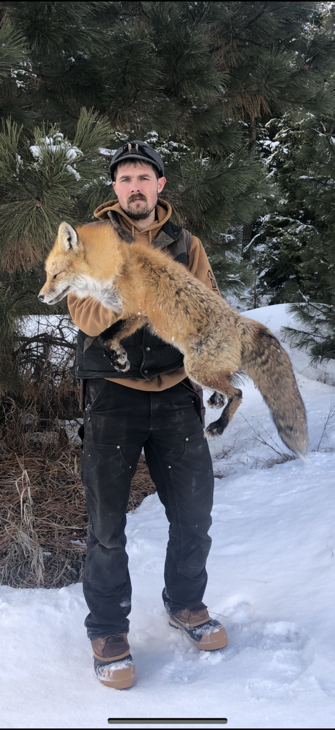 Trapline Adventure Trapping predators