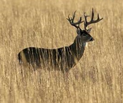 Discounted Whitetail Guides & Outfitters