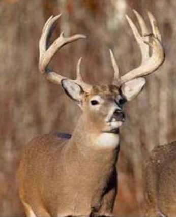 whitetail.jpg