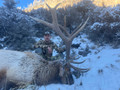 Nice bull elk in WY.