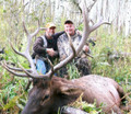 Guided and DIY elk hunts in CO.