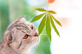 ​Pet Health and CBD