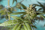 What is THC-H?