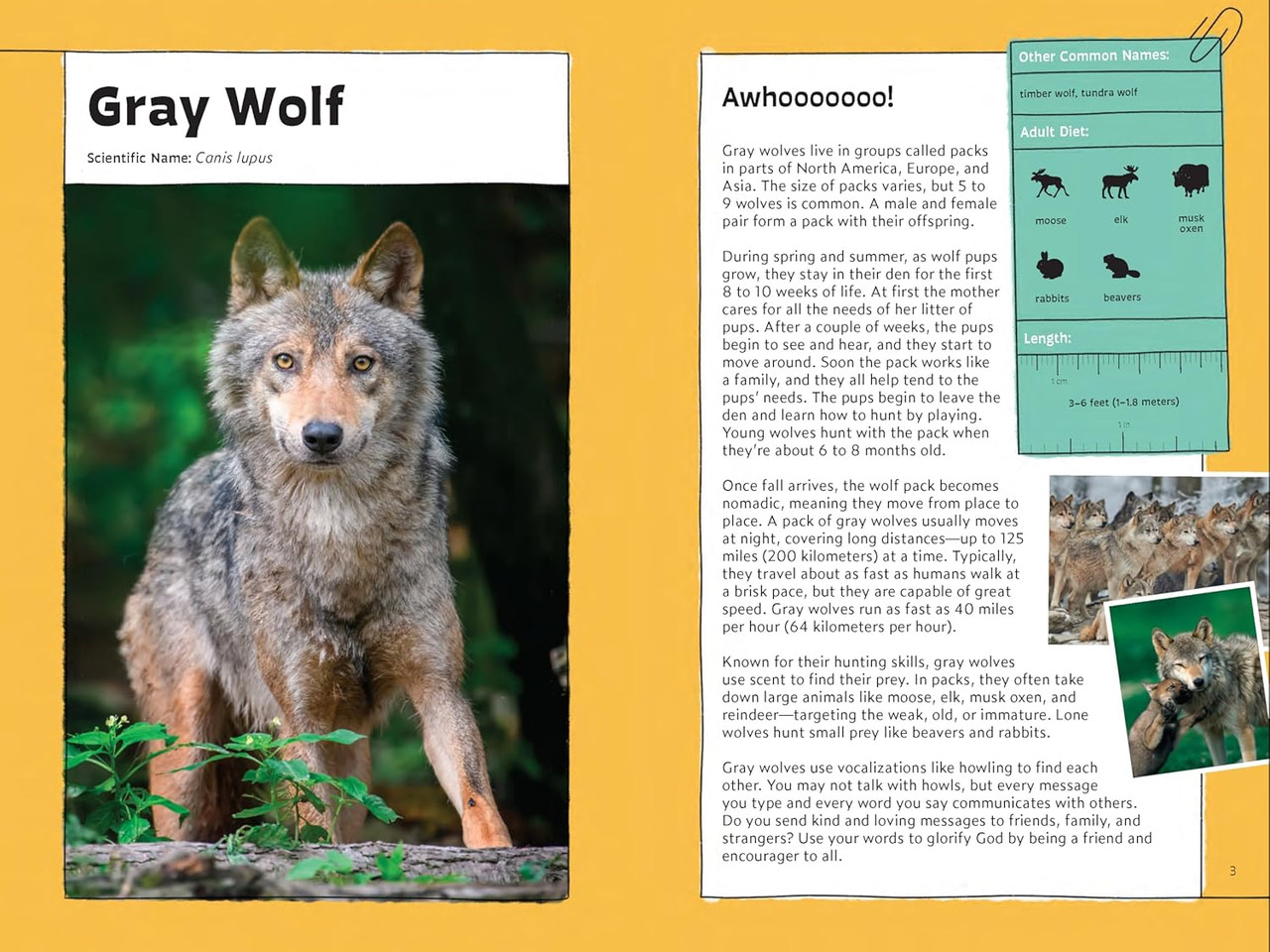 Quirky Critter Devotions by Annette Whipple