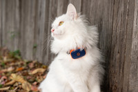 Image of cat with Navy Blaze GPS tracker on