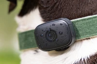 Image of black GPS pet tracker on green collar