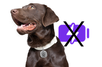 Image of Life360 Pet Tag on a lab with no battery symbol