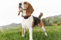 Image of Life360 Pet GPS - Navy Blaze on Beagle's Collar