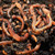 Tiger Composting Worms