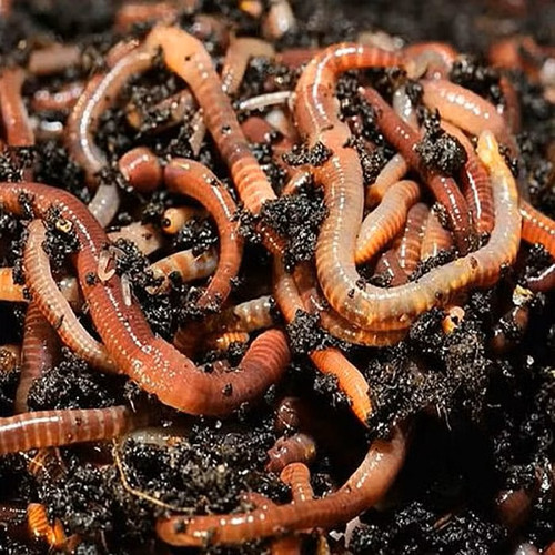 Tiger Composting Worms It Must Be Green