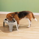Plato De Comida Para Perro 