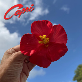 Amapolas 2 pack (Hibiscus)