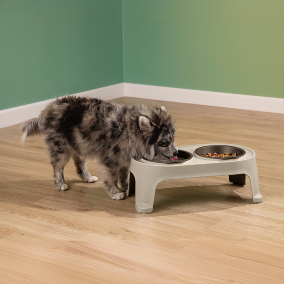 Plato De Comida Para Perro Pequeño Taupe