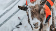 The Prezzybox Goats' 4-Step Guide to Making Christmas Cracking!