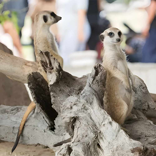 Meerkat Encounter for Two